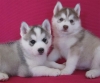 execellent Siberian Husky puppies for adoption
